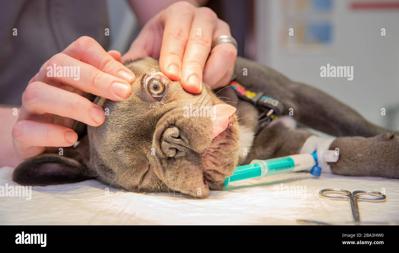 Esame dell'occhio di un cane in una clinica veterinaria Foto Stock