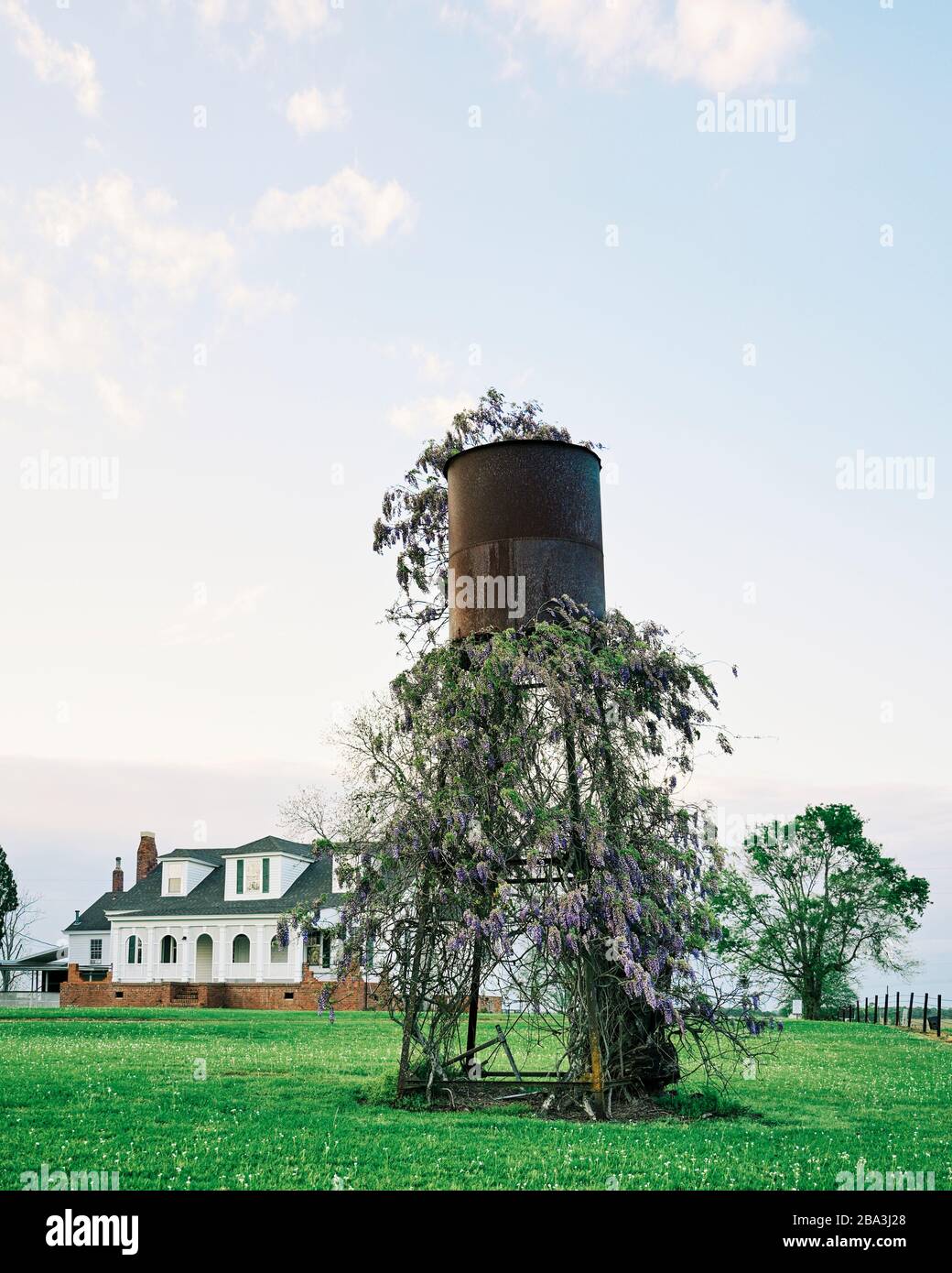 Glicine selvatiche, Hygrophila difformis, che cresce su una vecchia torre d'acqua rustica e arrugginita in una fattoria in Alabama rurale, Stati Uniti. Foto Stock