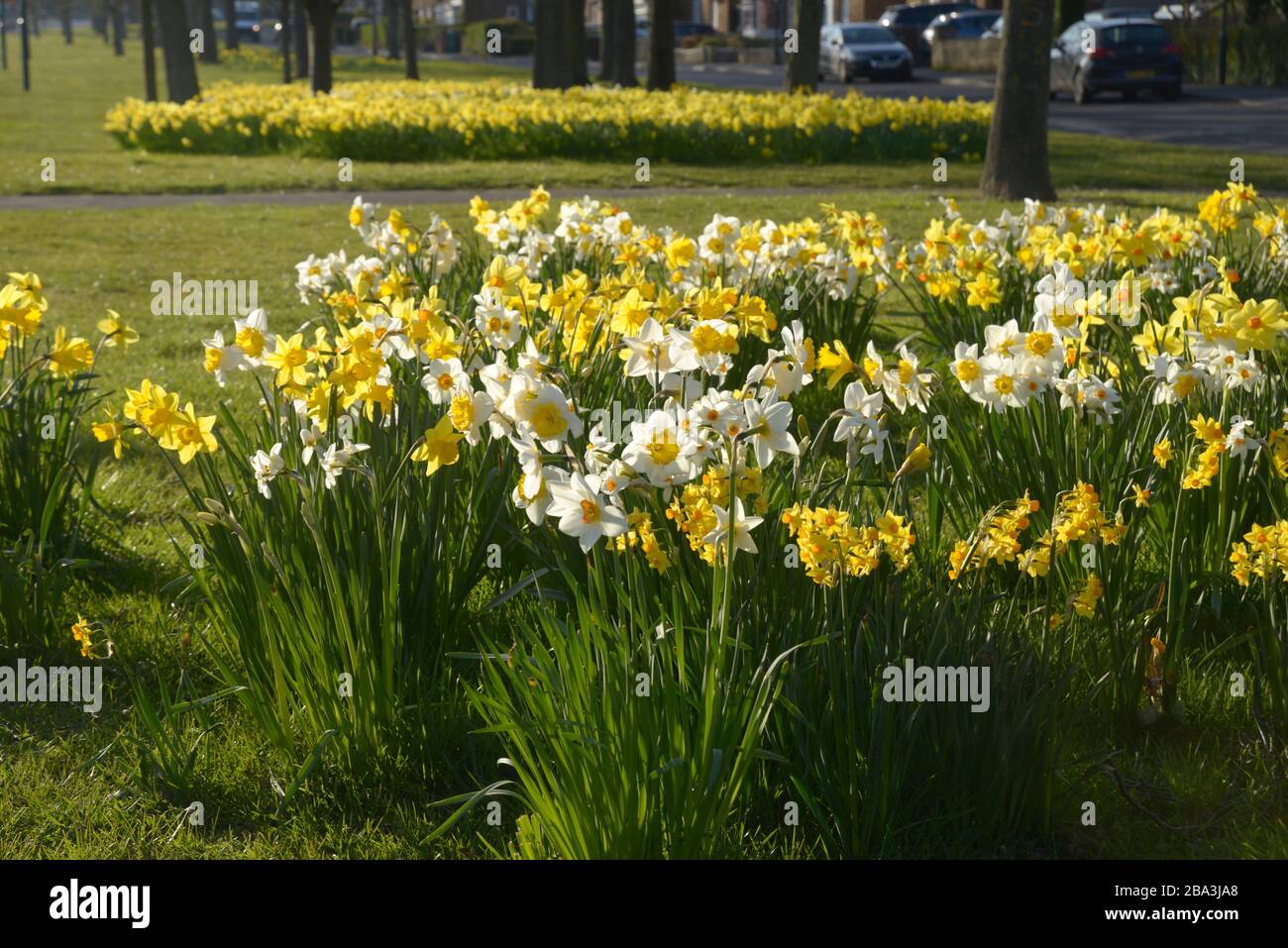 Narcisi sulla strada a Wollaton vale, Wollaton, Nottingham. Foto Stock