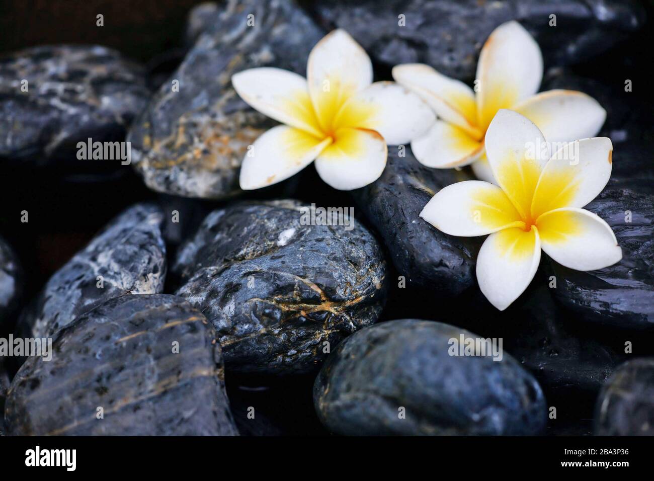 Frangipani Blumen und Spa-Steine Foto Stock
