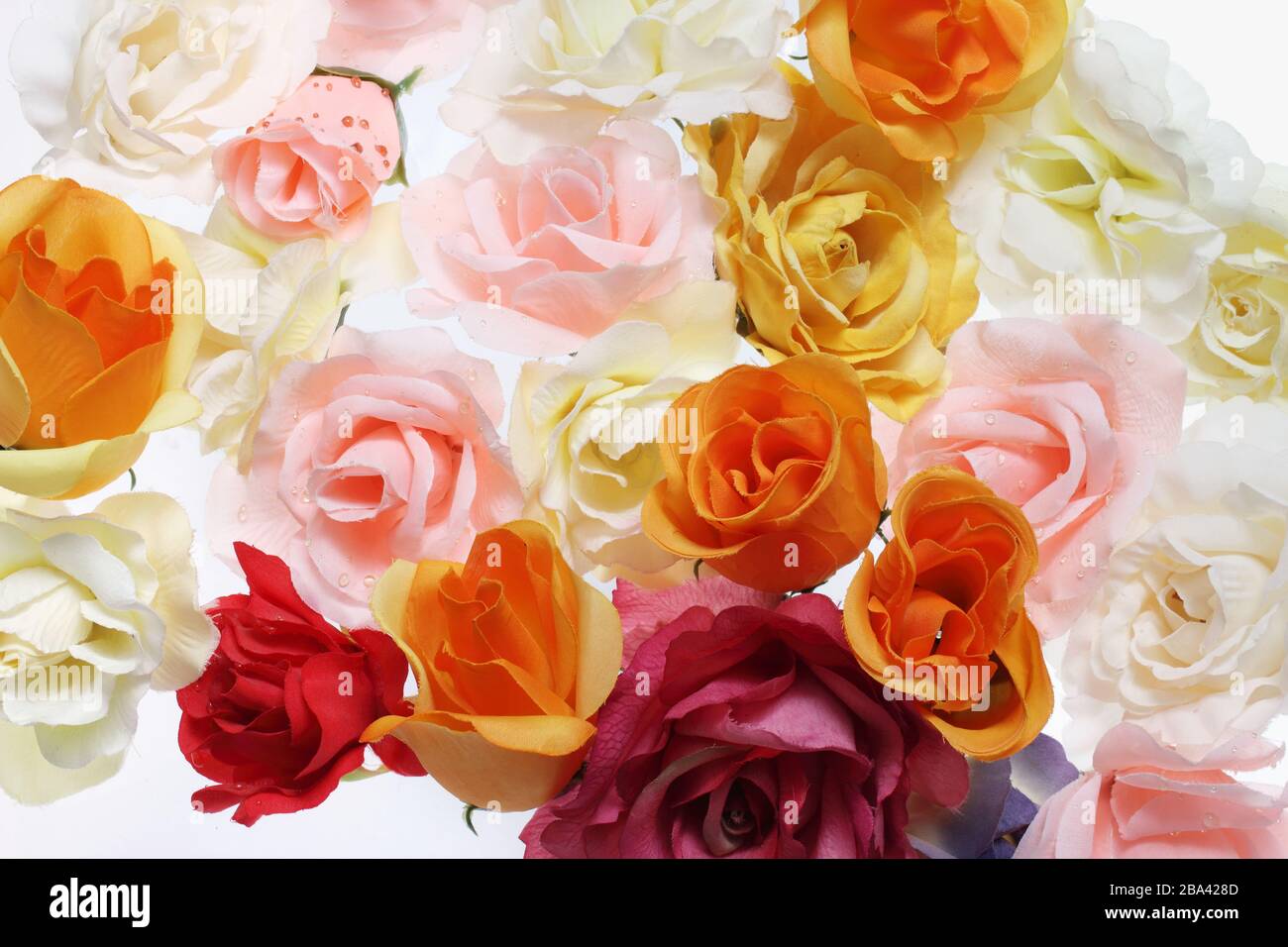 Primo piano delle rose su sfondo bianco Foto Stock