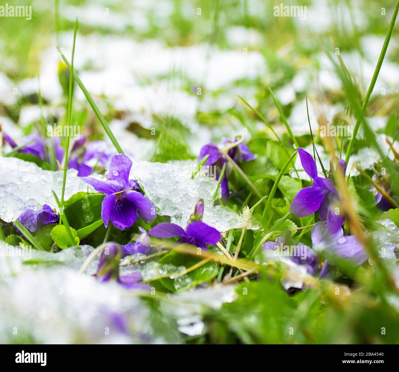 Violette in una neve, giorno di marcia nevoso Foto Stock
