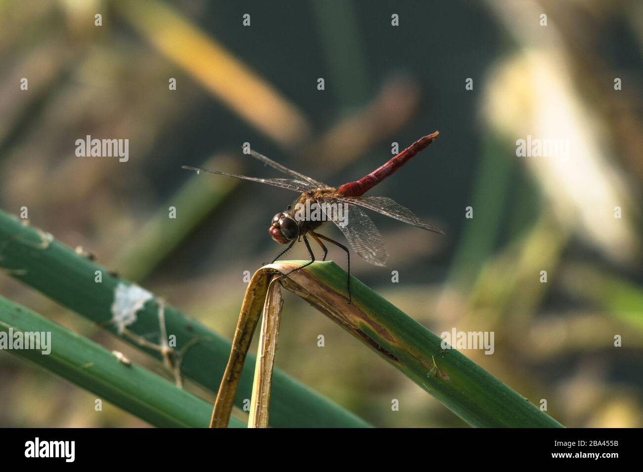 Libellule, insetti, animali, natura, macro Dragonfly - fuoco sull'occhio Foto Stock