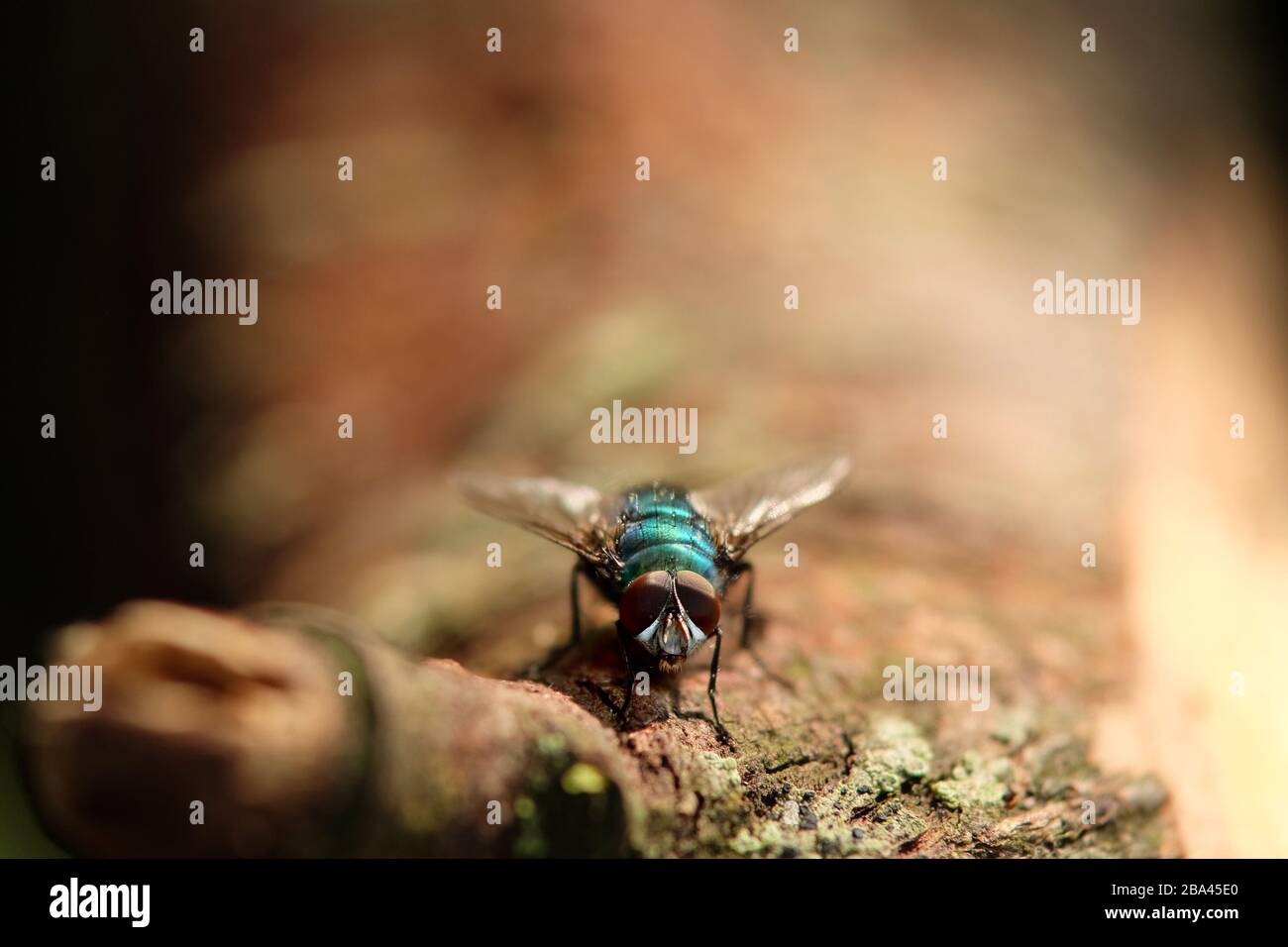 Primo piano di un mosca seduto su un ramoscello Foto Stock