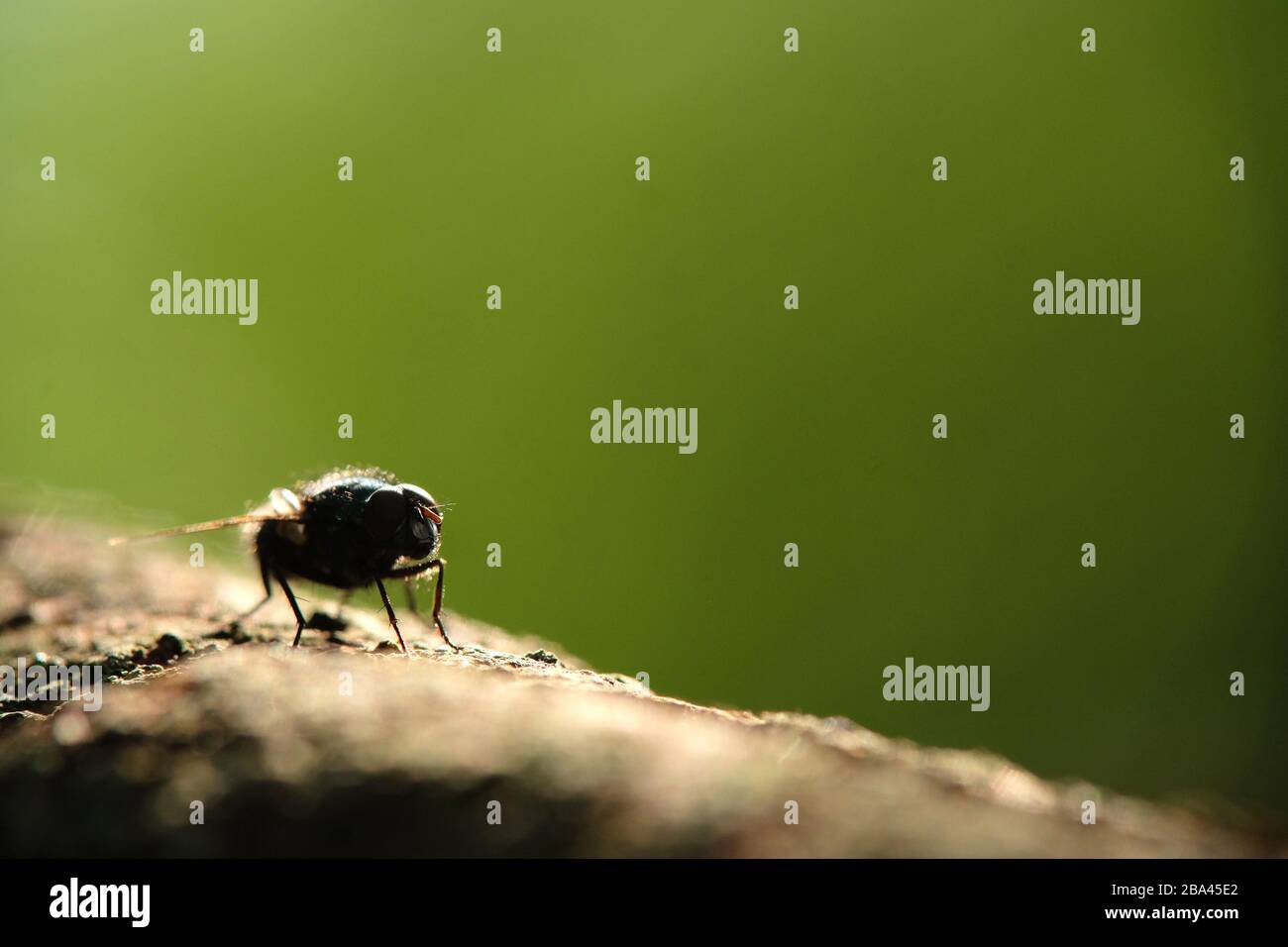 Primo piano di un mosca seduto su un ramoscello Foto Stock