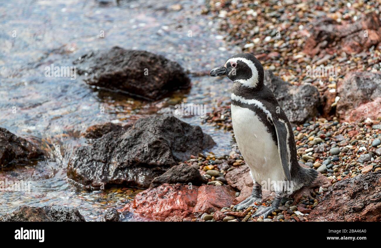 Un pinguino Magellanico maschio ' Spheniscus magellanicus ' dopo il ritorno a riva da alimentazione. Foto Stock