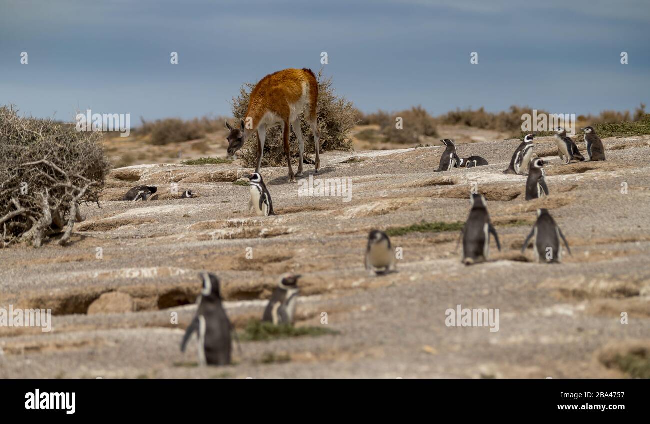 Guanacos ' lama guanicoe ' passeggiata attraverso una colonia di pinguini magellanici in Argentina. Foto Stock