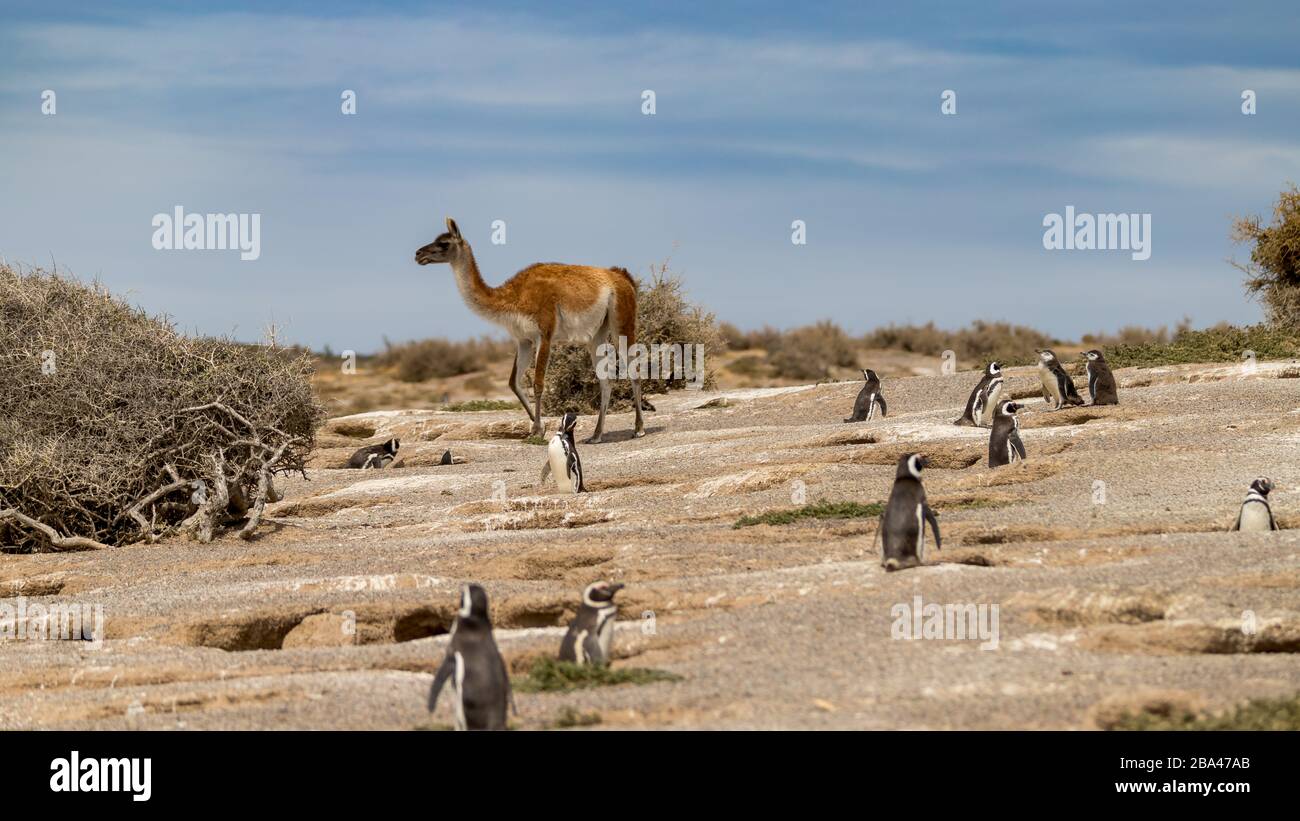 Guanacos ' lama guanicoe ' passeggiata attraverso una colonia di pinguini magellanici in Argentina. Foto Stock