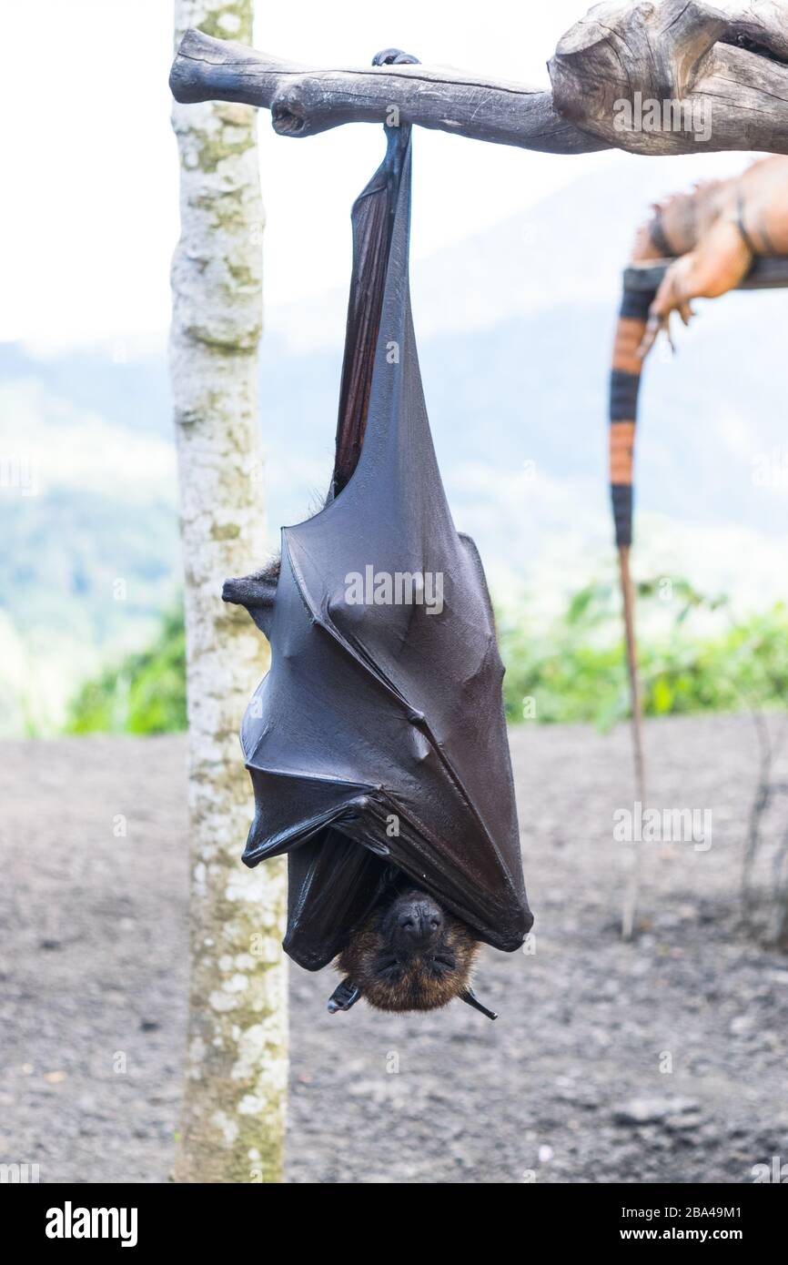 Pipistrello appeso dal ramo dell'albero, pipistrello indonesiano - anche  noto come grande volpe volante Foto stock - Alamy