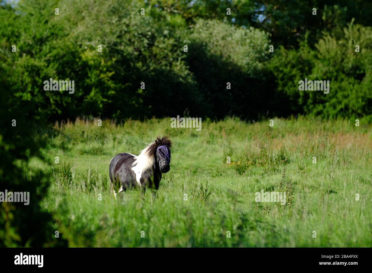 Piccolo pony in un prato che porta una protezione del viso per proteggere contro gli insetti. Foto Stock