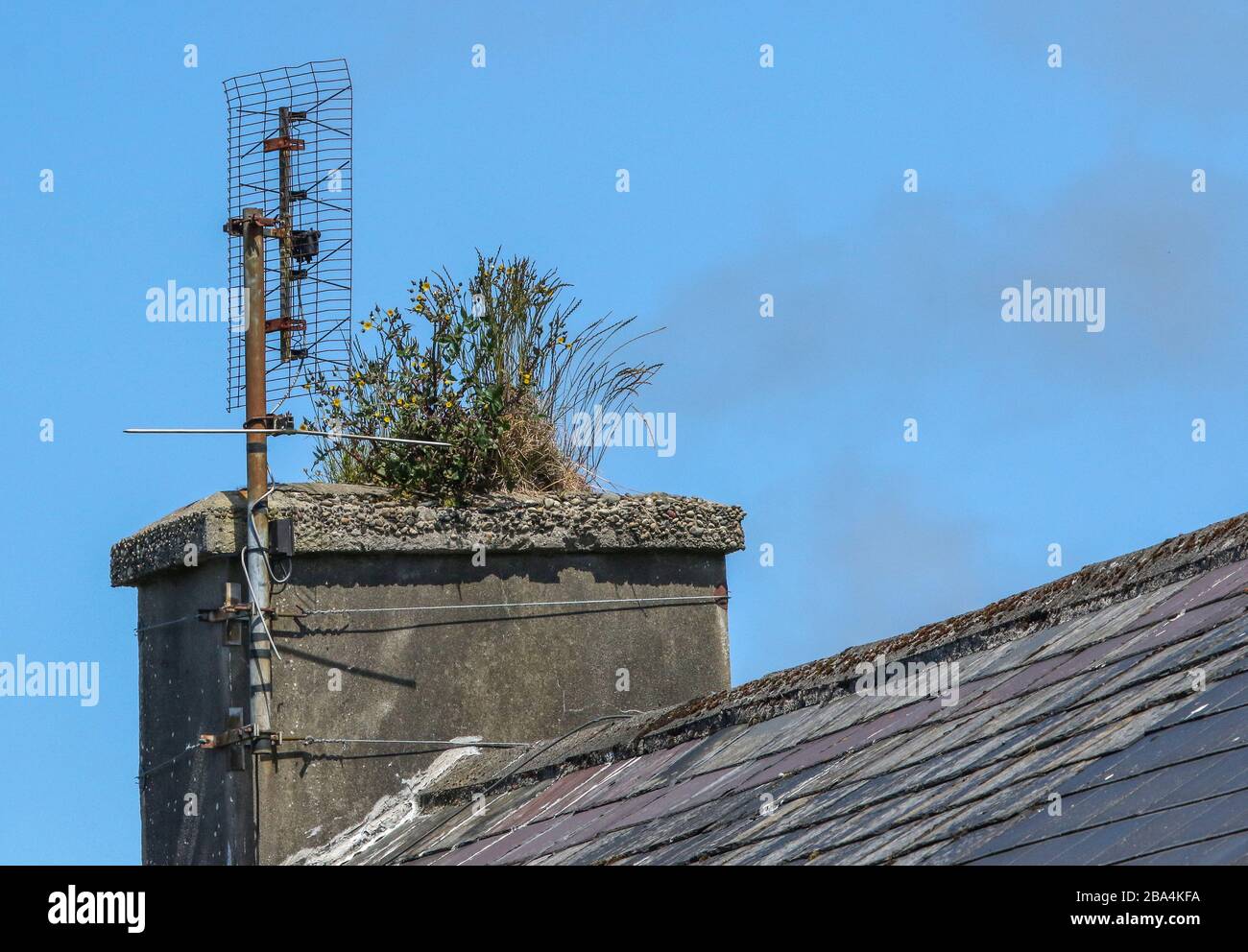 Tetto in ardesia e linea di cresta di abitazione domestica nella contea di Donegal con la vecchia antenna della televisione arrugginita fissata al camino stack con erba e erbacce in cima. Foto Stock