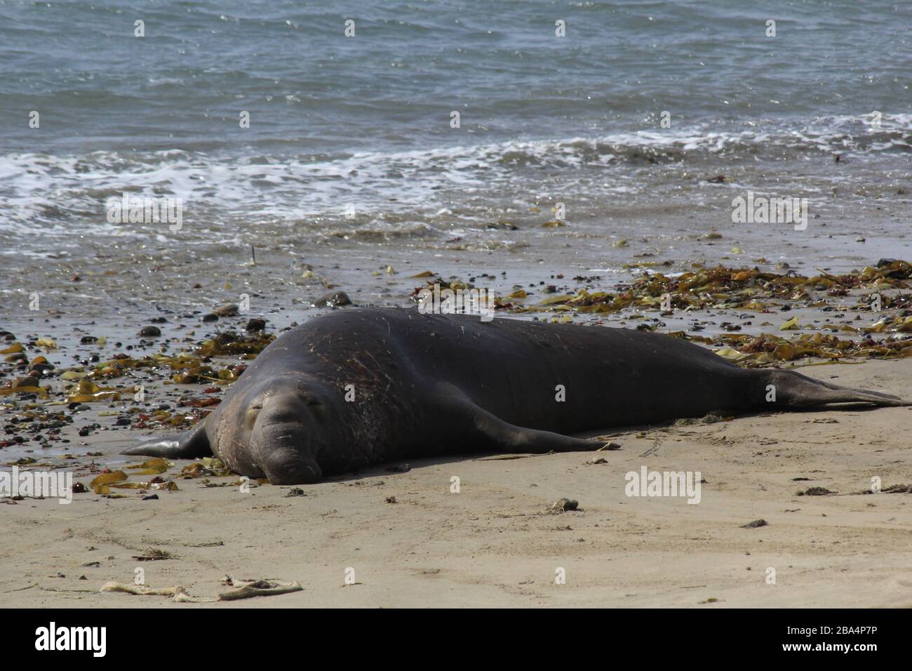 elephant Seals Ano Nuevo Foto Stock