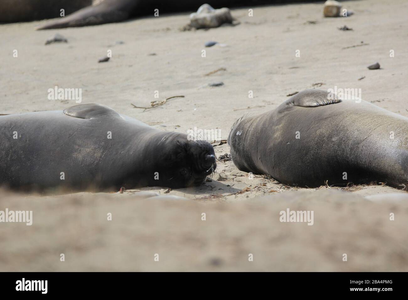 elephant Seals Ano Nuevo Foto Stock