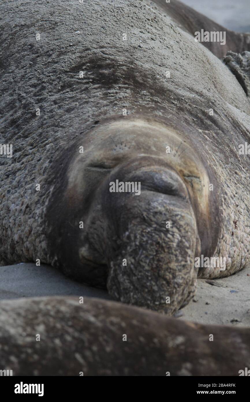 elephant Seals Ano Nuevo Foto Stock