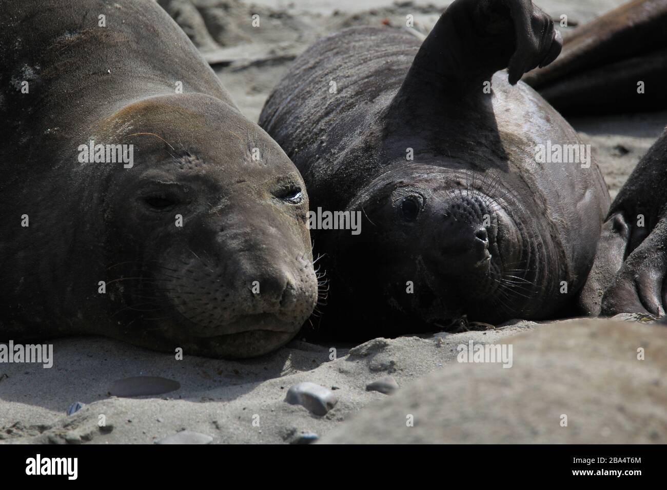 elephant Seals Ano Nuevo Foto Stock
