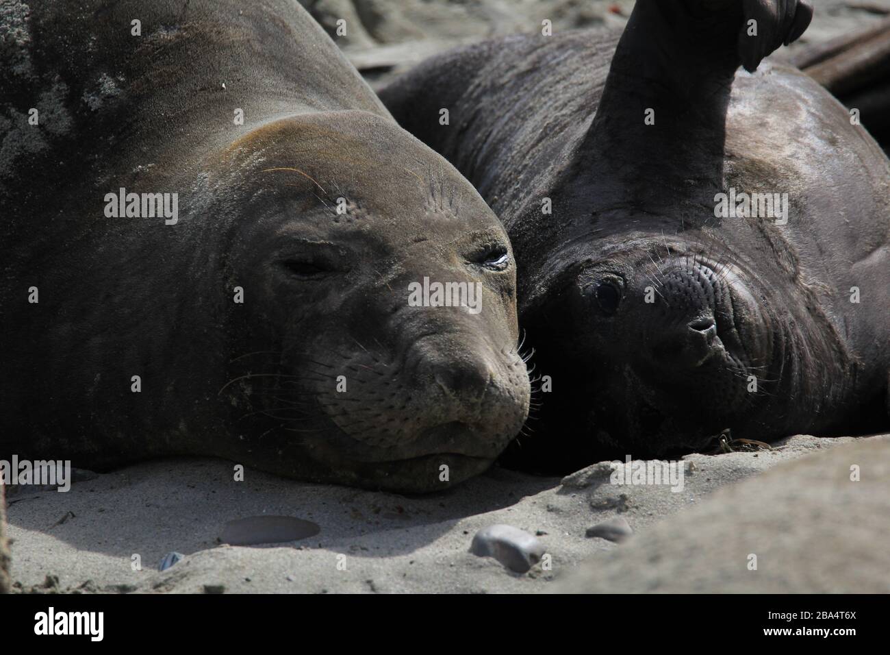 elephant Seals Ano Nuevo Foto Stock