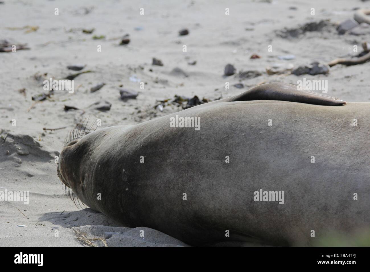 elephant Seals Ano Nuevo Foto Stock