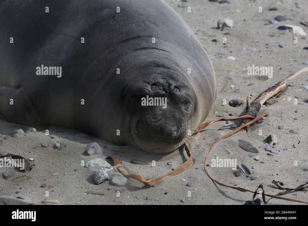 elephant Seals Ano Nuevo Foto Stock