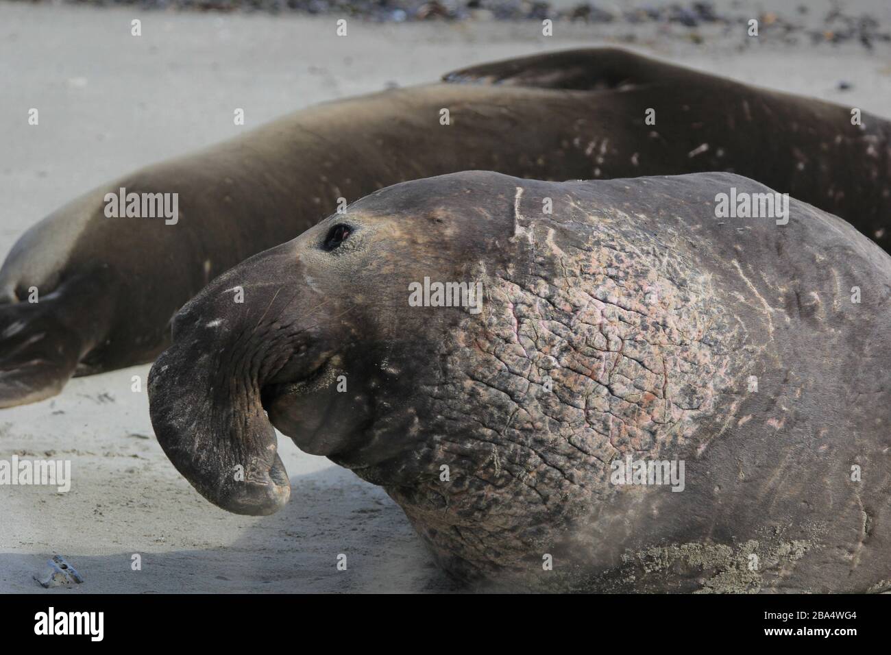 elephant Seals Ano Nuevo Foto Stock