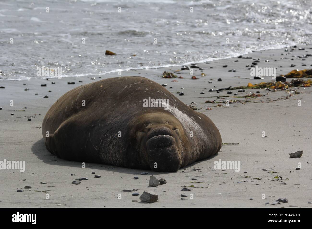 elephant Seals Ano Nuevo Foto Stock