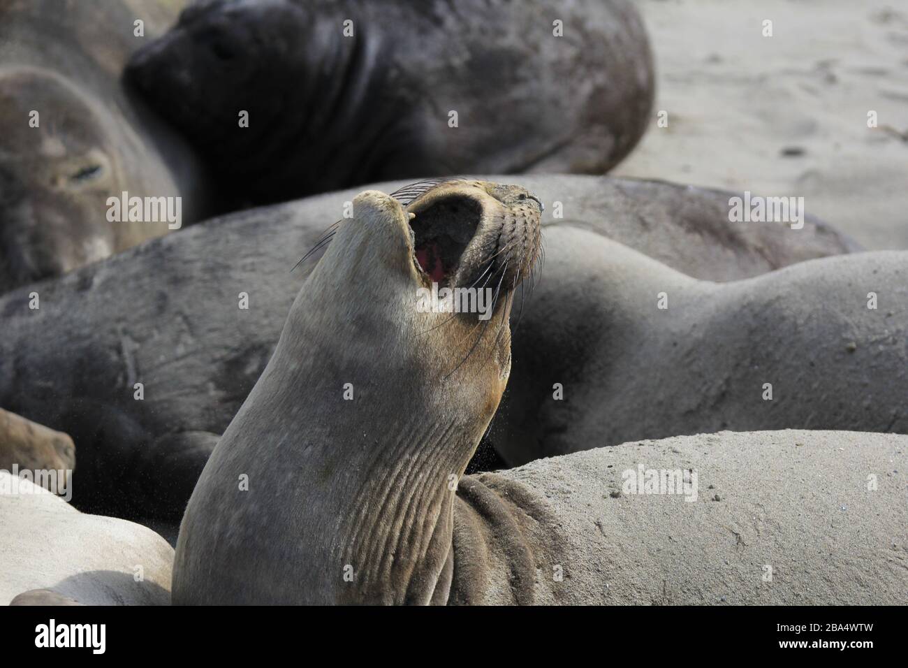 elephant Seals Ano Nuevo Foto Stock