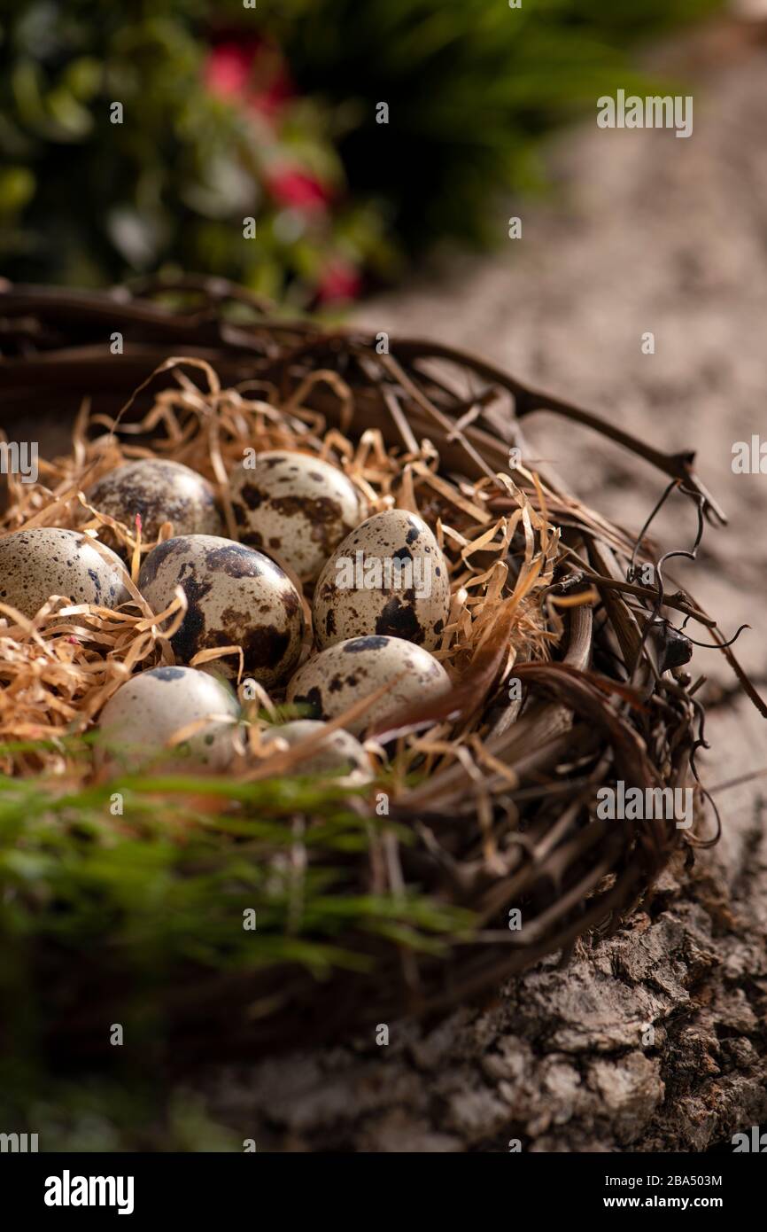 Uova fresche di quaglia su un nido nella foresta su una superficie di legno con piante verdi e fiori sfondo Foto Stock