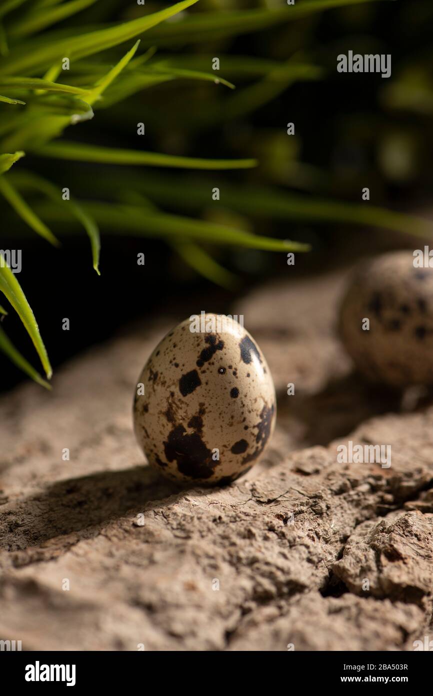 Uova fresche di quaglia nella foresta su un albero caduto con cespugli sullo sfondo Foto Stock