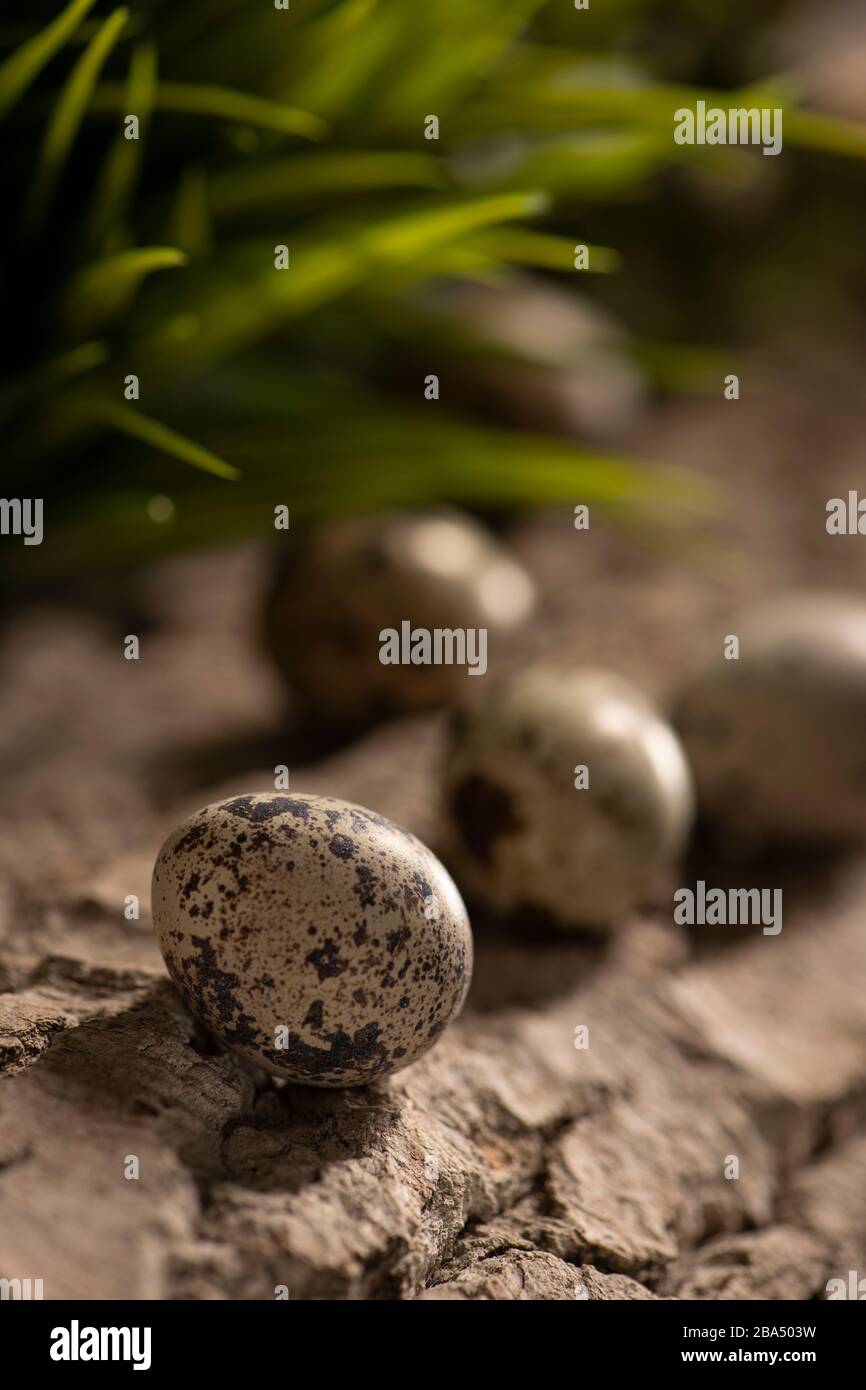 Uova fresche di quaglia su una superficie di legno nei boschi con verde sfocato foglie naturali sfondo Foto Stock