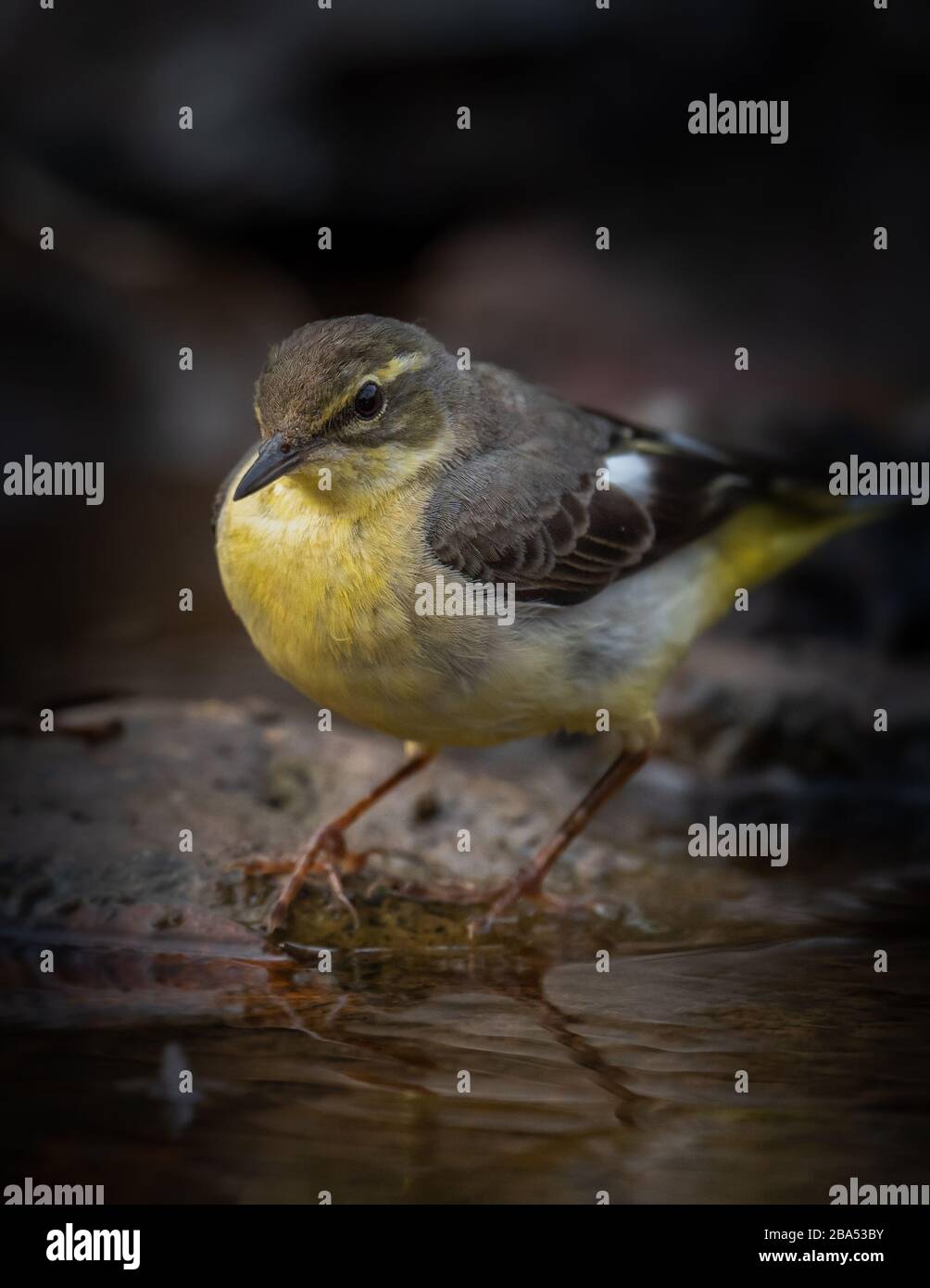 colpo di primo piano di un uccello di coda di wag giallo arroccato su una roccia Foto Stock