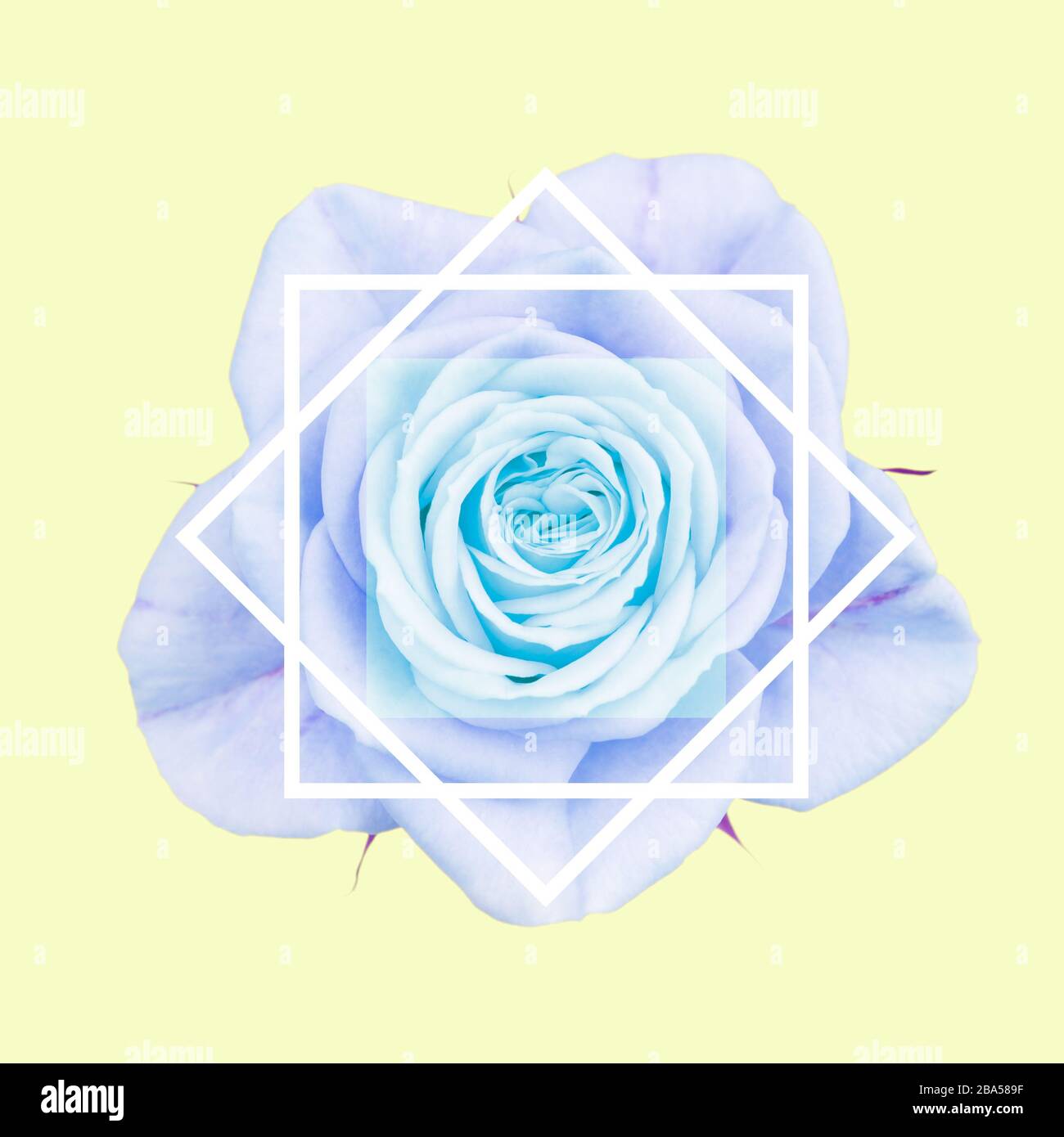 Primo piano fiore di rosa con linee geometriche bianche, in blu e blu pastello. Isolato su sfondo colorato. Foto Stock