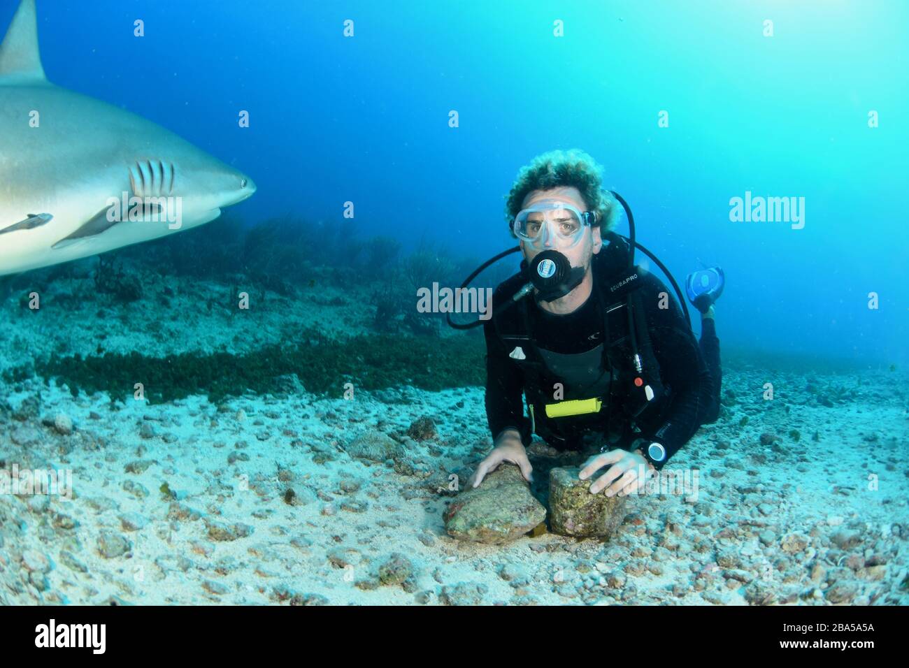 St. Maarten è un luogo ideale per immersioni subacquee con gli squali della barriera corallina dei Caraibi e l'Ocean Explorers Dive Center è la vostra finestra per questo incontro Foto Stock