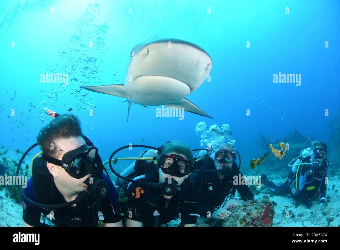 St. Maarten è un luogo ideale per immersioni subacquee con gli squali della barriera corallina dei Caraibi e l'Ocean Explorers Dive Center è la vostra finestra per questo incontro Foto Stock