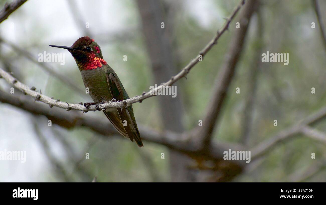 Hummingbird mostra colorato collo Ruby arroccato su Tree Branch Foto Stock