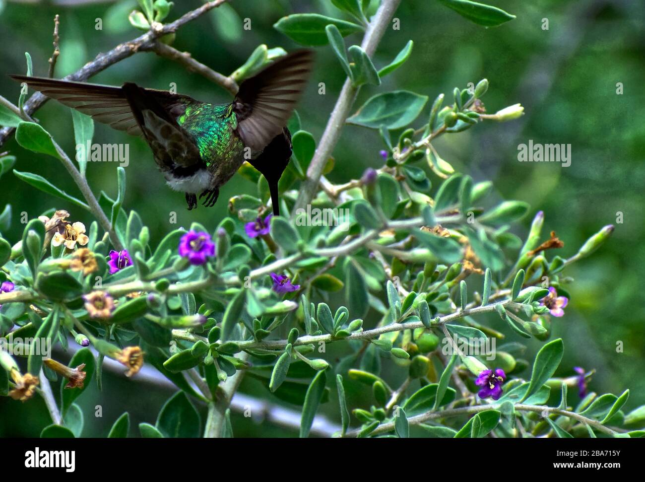 Hummingbird in-Flight cercando Nectar Foto Stock