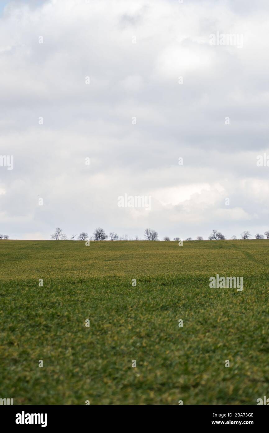 Prato verde, campo agricolo, tempo nuvoloso, sfondo naturale, alberi nella parte posteriore Foto Stock
