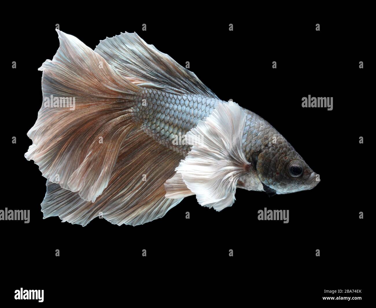 Maschio Halfmoon Betta su sfondo nero. Il pesce da combattimento siamese è il pesce d'acqua dolce con belle pinne e colori. Foto Stock