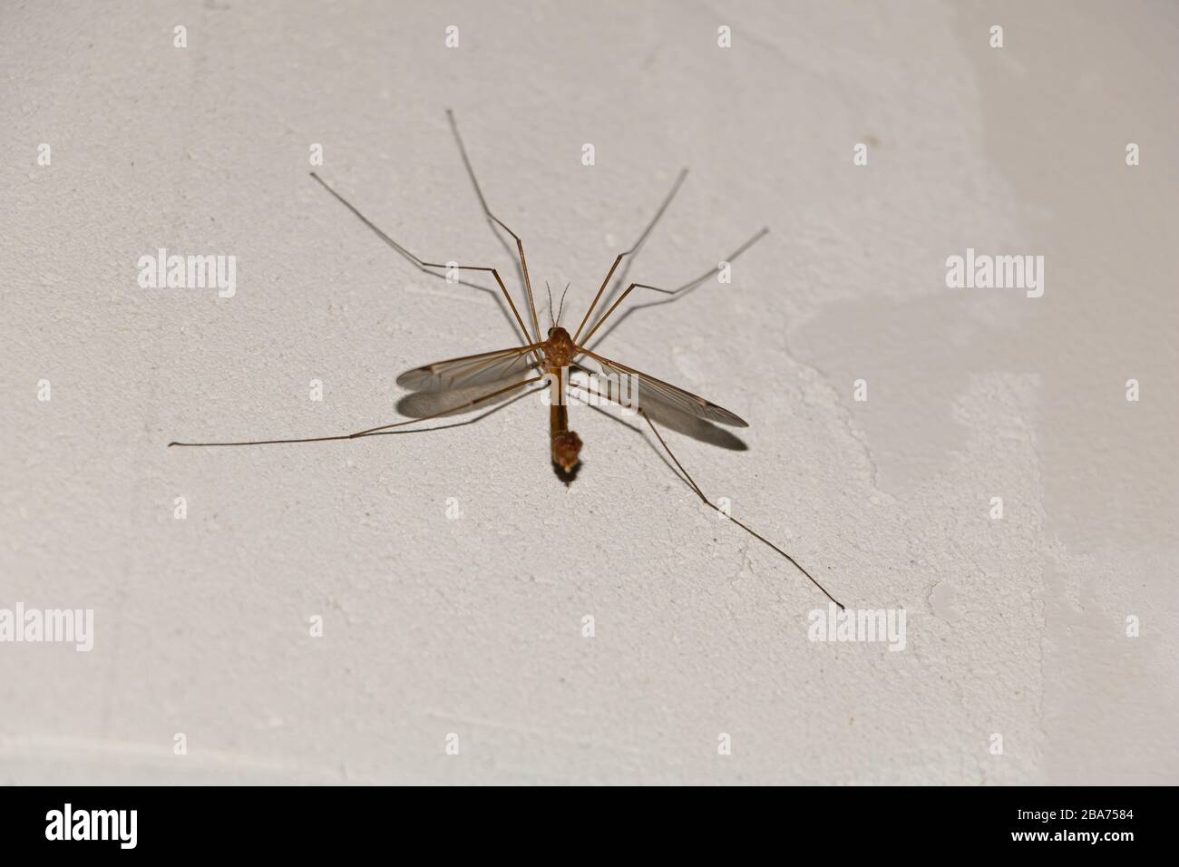 Gru volare sulla parete all'interno. TIPULA sp Foto Stock