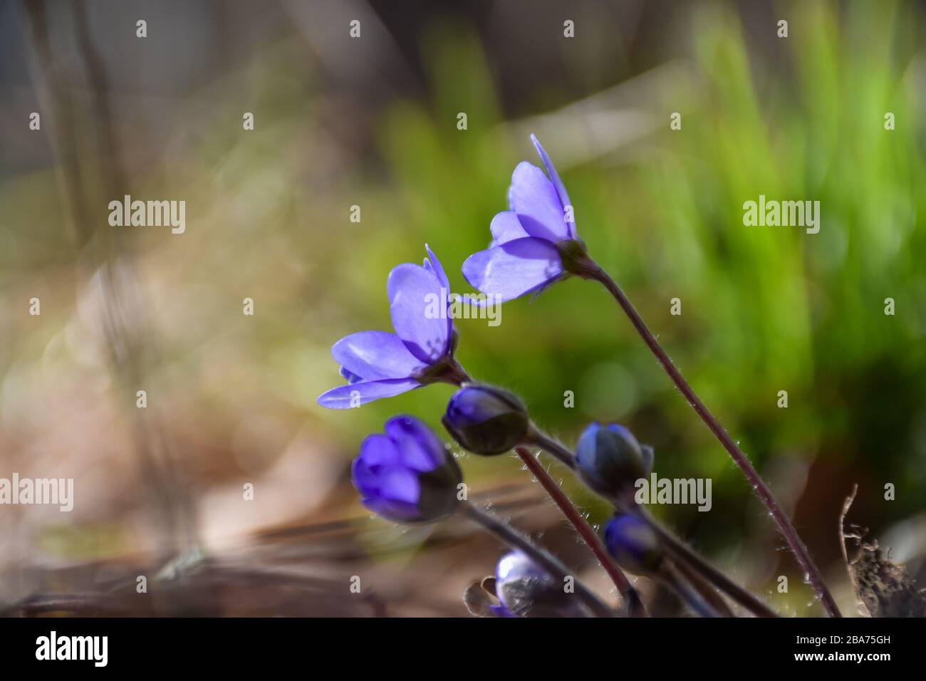 Gli anemoni blu cominciarono a fiorire e si girarono verso il sole primaverile Foto Stock