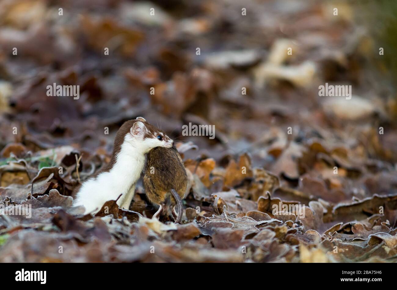 Meno donnola con preda (mouse giallo) Foto Stock