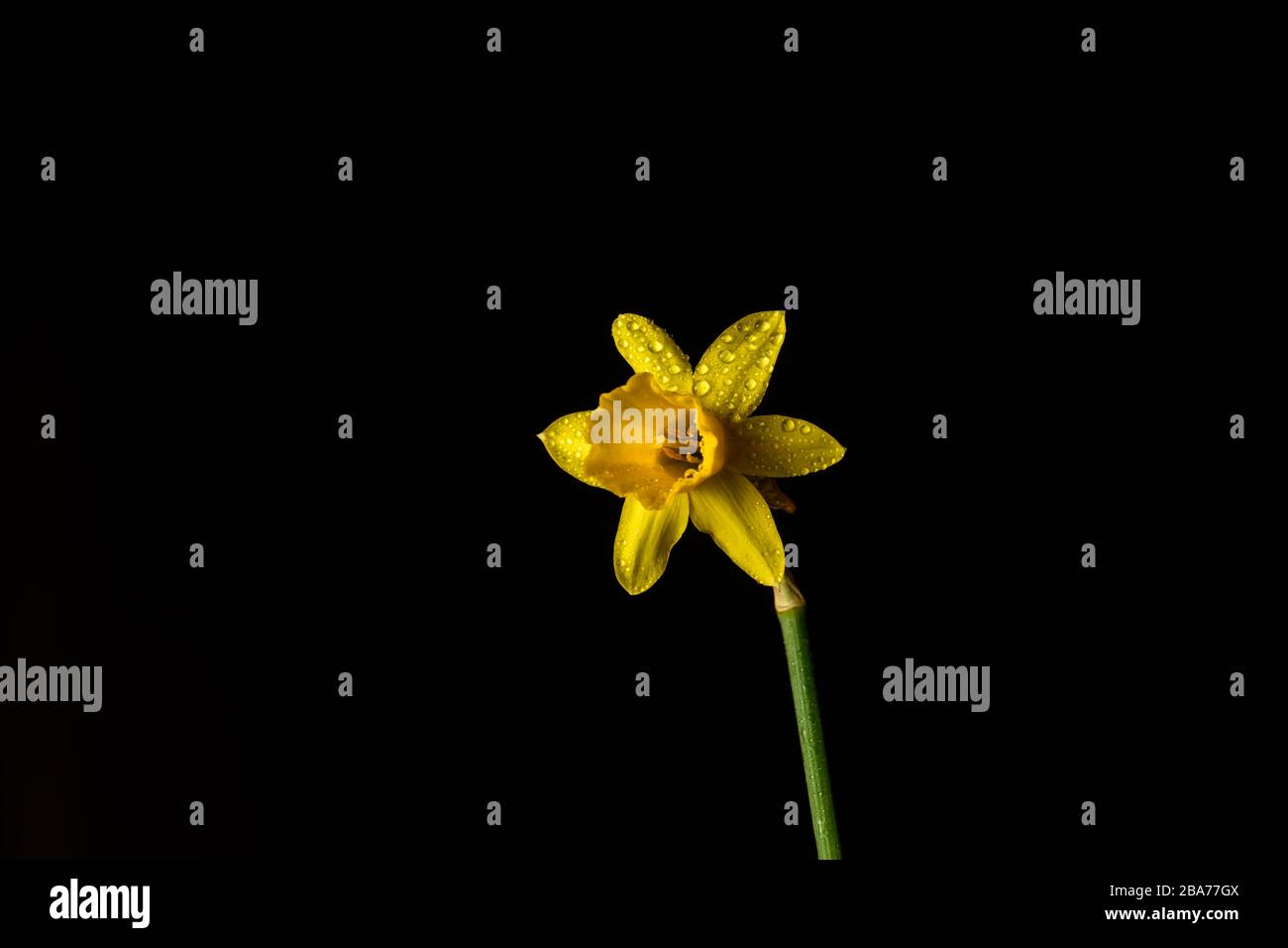 Daffodil fiore isolato su sfondo nero Foto Stock