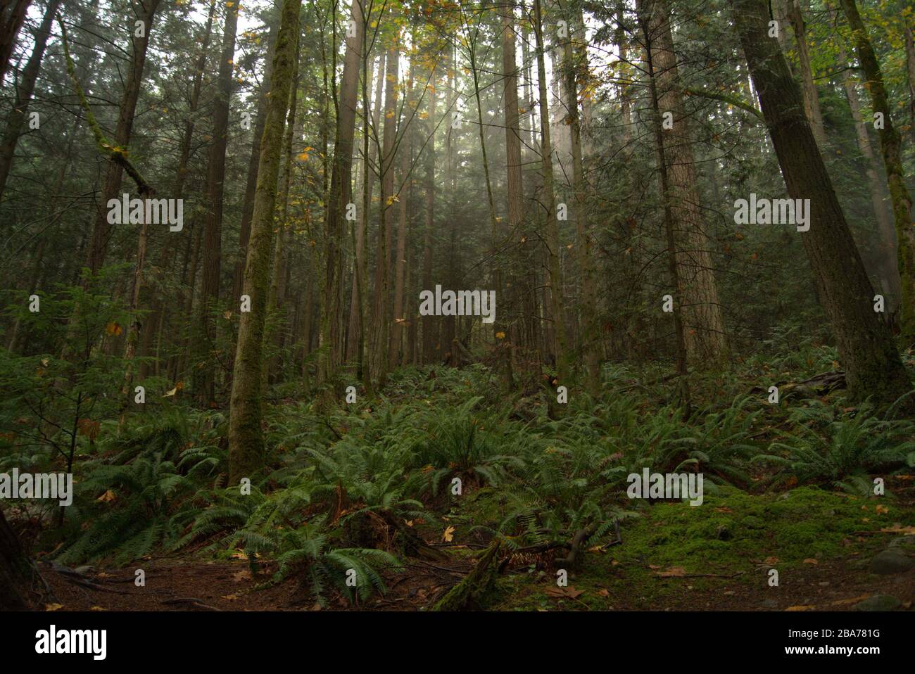 Foresta canadese in estate Foto Stock