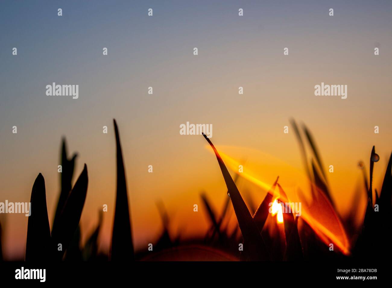 Il bagliore del sole dalla goccia di rugiada che ha colpito l'obiettivo della fotocamera e silhouette di foglie di grano, o erba in prima mattina o tarda sera. Foto Stock