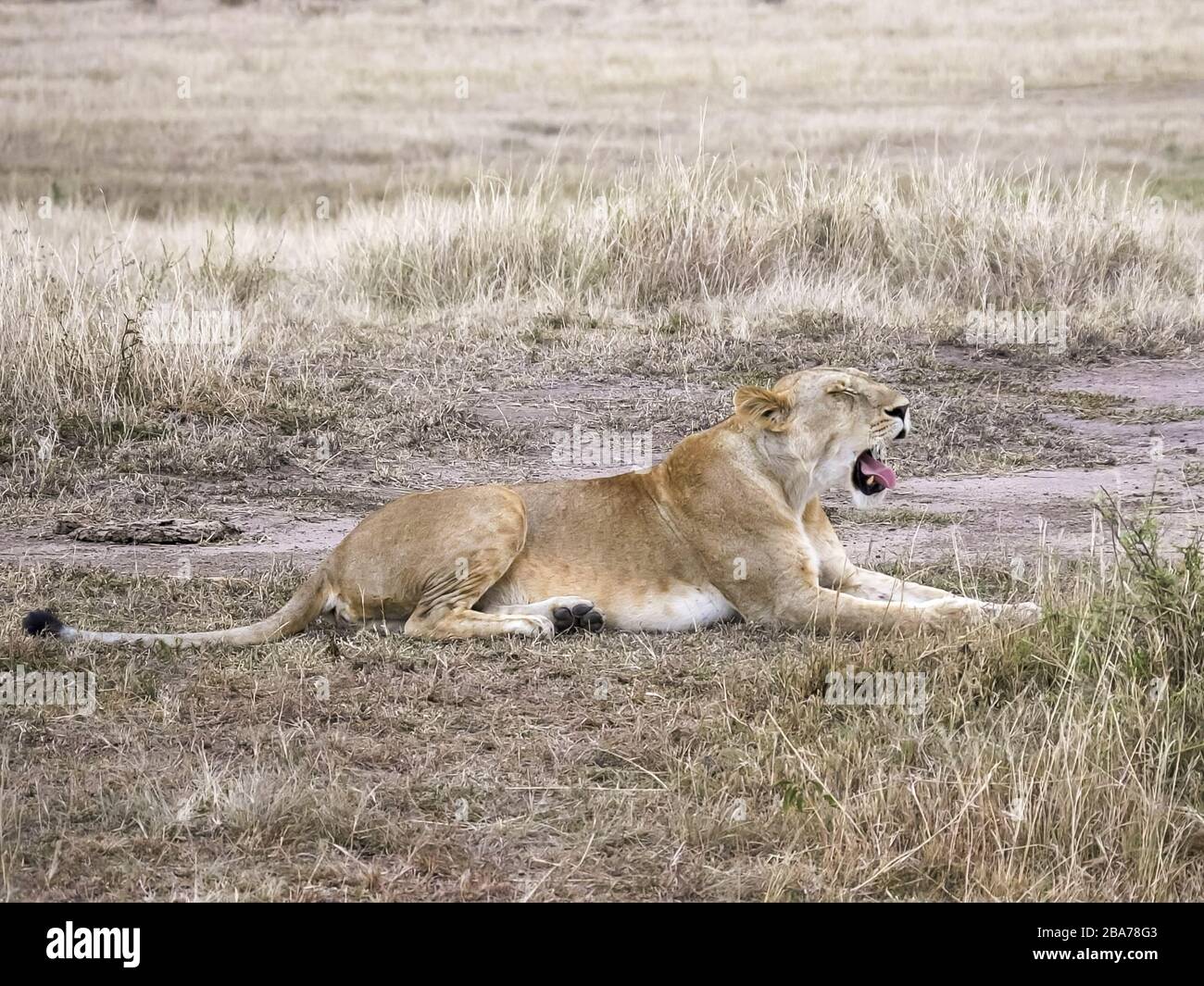 grida di leoness al mara di masai in kenia Foto Stock