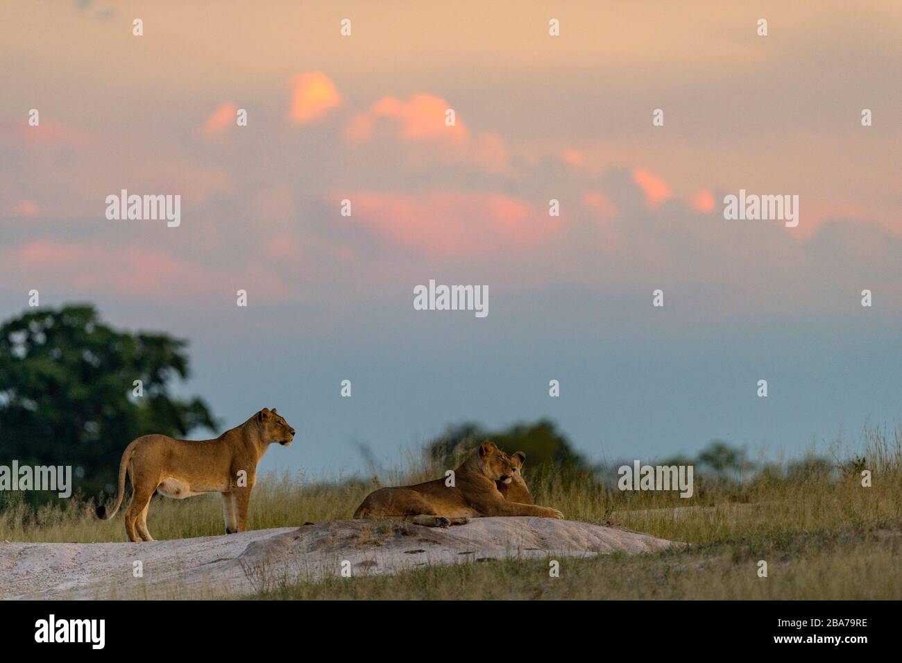 Leoni africani Panthera leo visto nel Parco Nazionale Hwange Zimbabwe. Foto Stock