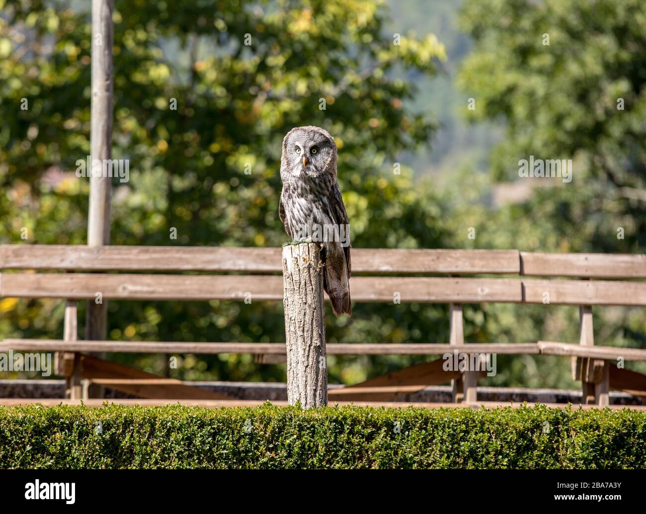 Grande grigio allocco (Strix nebulosa). Notte rapaci Foto Stock