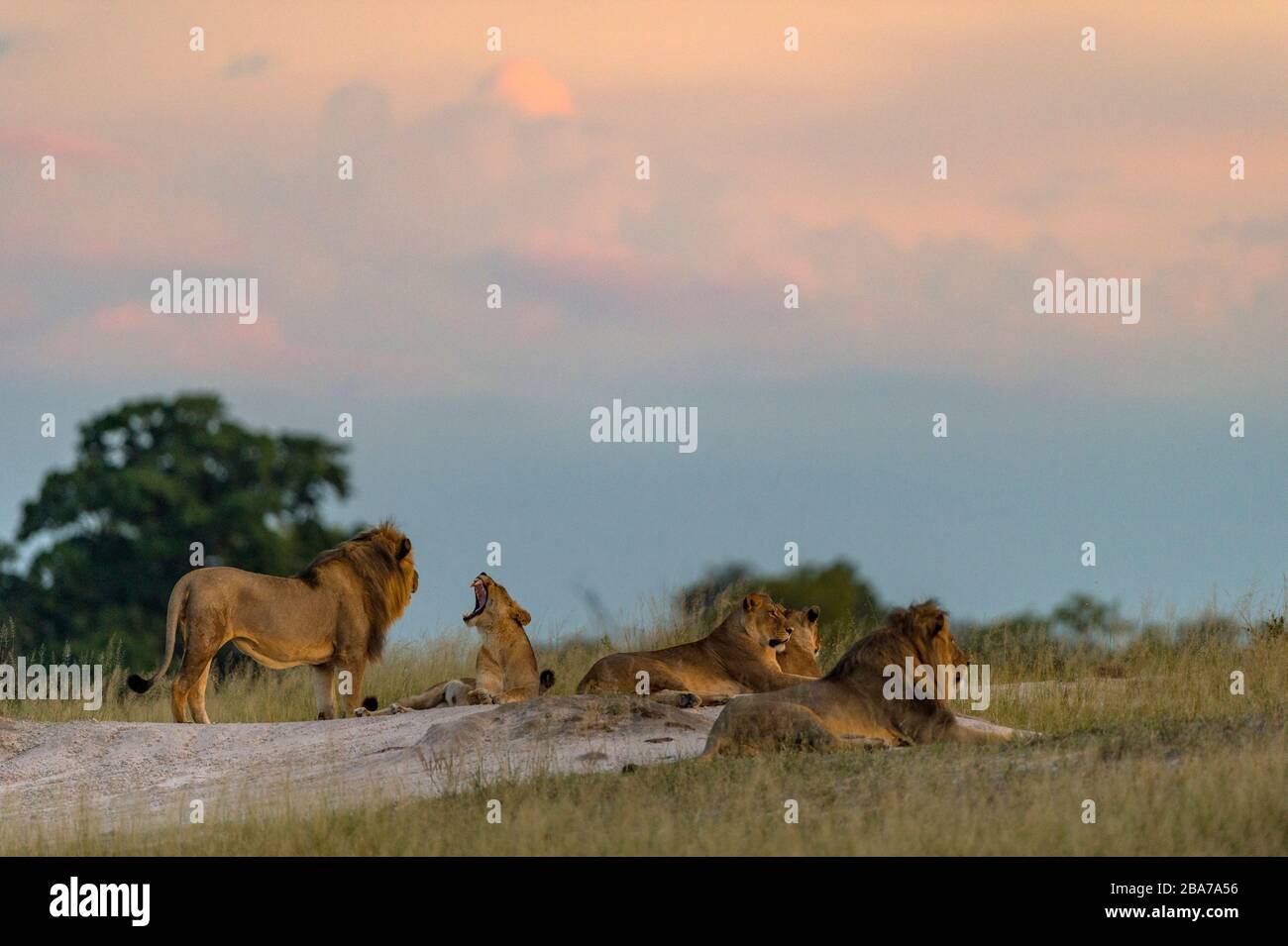 Leoni africani Panthera leo visto nel Parco Nazionale Hwange Zimbabwe. Foto Stock