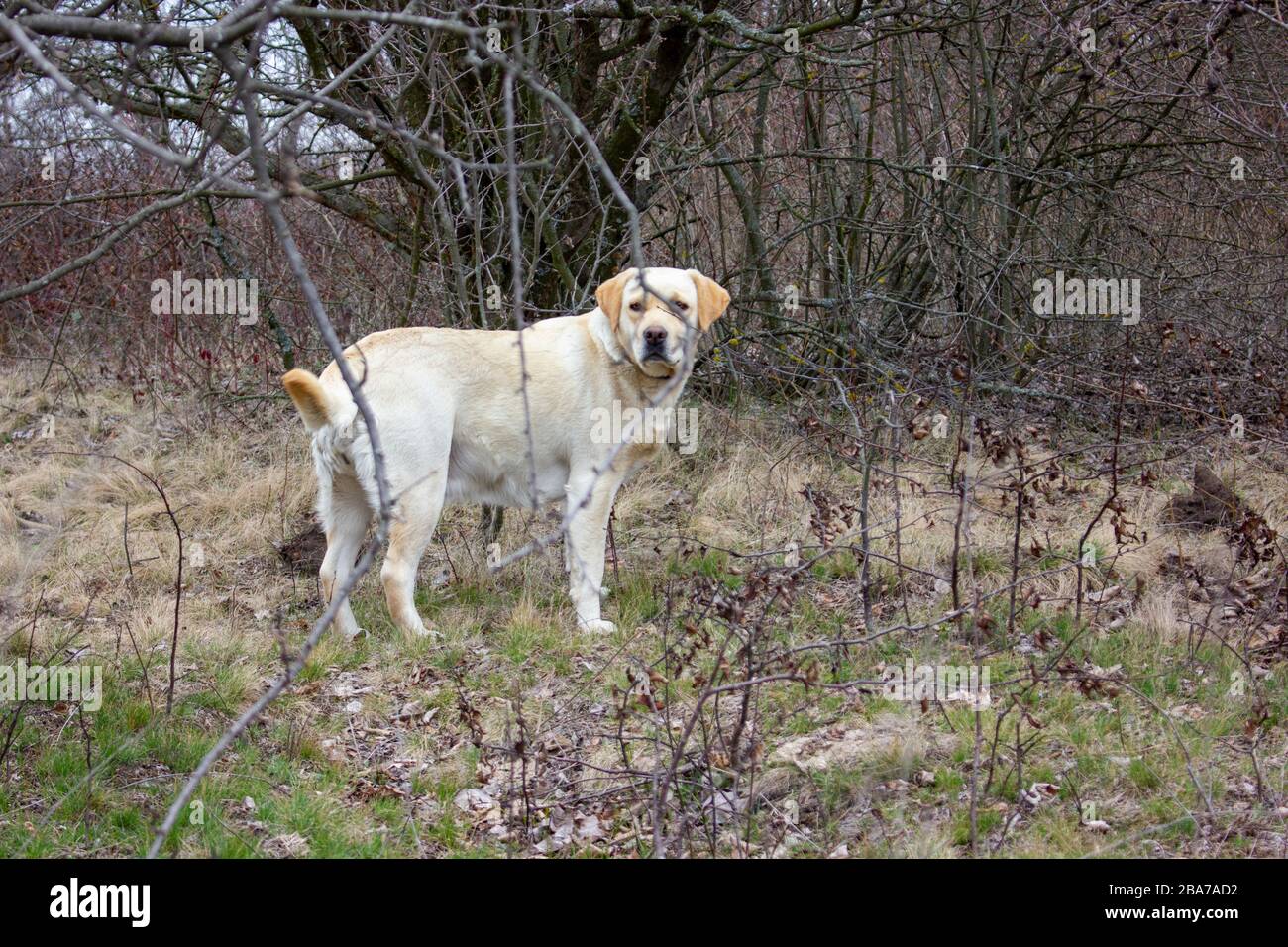 Cane Labrador Retriever guarda fuori da dietro un ramo di un vecchio albero appassito in un vecchio giardino su erba secca in primavera. Foto Stock
