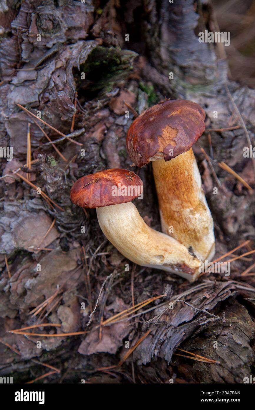 Vista ravvicinata di parecchi boletus badius, imleria badia o bay bolete sulla vecchia canapa in legno secco con foglie di quercia in un autunno foresta di pini. Commestibili e pori Foto Stock