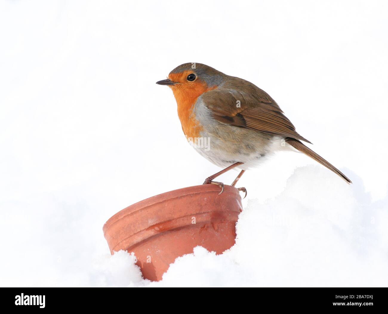 Robin Erithacus rubecula, su vaso di terracotta nella neve, Aberdeenshire, Scozia Foto Stock