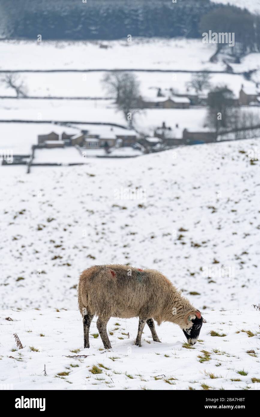 Neve a metà inverno intorno ad Appersett nell'alta Wensleydale, il Yorkshire Dales National Park, Regno Unito. Foto Stock
